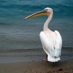 凯勒里瓦迪 29家酒店