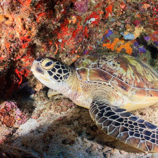 卡布兰克水族馆