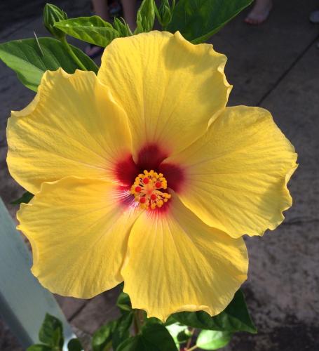 Our state flower is the beautiful Yellow Hibiscus!