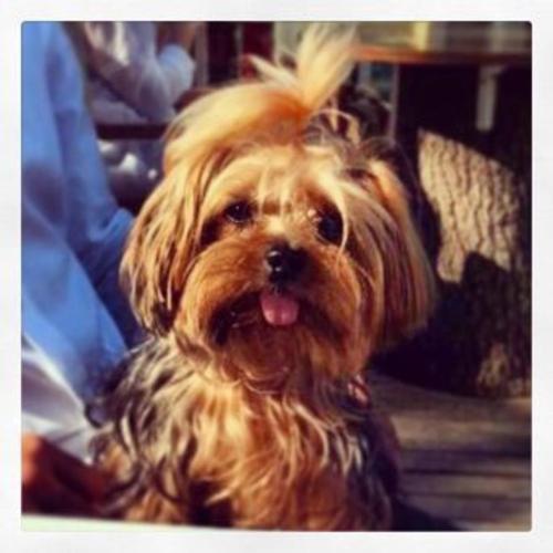 Kojak, Il nostro amato cane